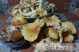En Epazoyucan, los hongos son el ingrediente estrella de las quesadillas y otros antojitos mexicanos preparados por nuestras cocineras tradicionales