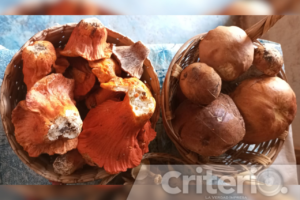 Acompaña a la nanakatera y cocinera tradicional Felicia Tlalalalco en Acaxochitlán y explora bosques con 300 variedades de hongos