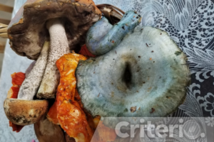 Desde salsas hasta tamales, descubre la versatilidad de los hongos en la cocina tradicional de Acaxochitlán