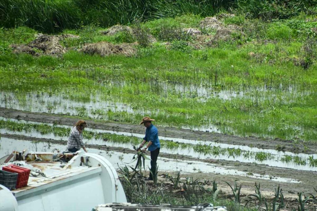 Ante las condiciones climatológicas, muchos productores de Tulancingo cambiarán sus cultivos; por ejemplo, del maíz a la avena