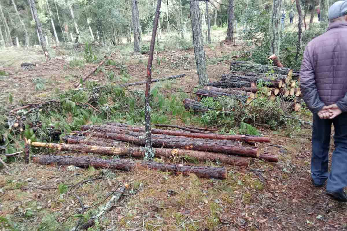 Los vecinos de Cieneguillas lograron detener la tala con la apertura de una carpeta de investigación