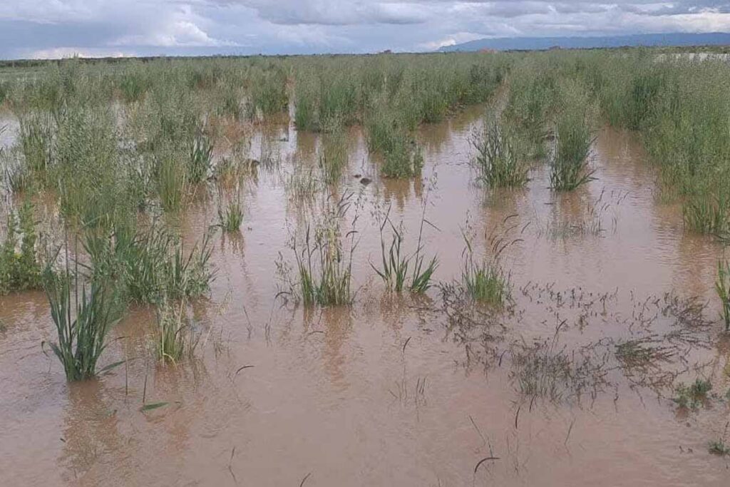 En Tulancingo  todavía están en espera de que concluya el proceso de siembra porque no ha terminado de fraguar la tierra