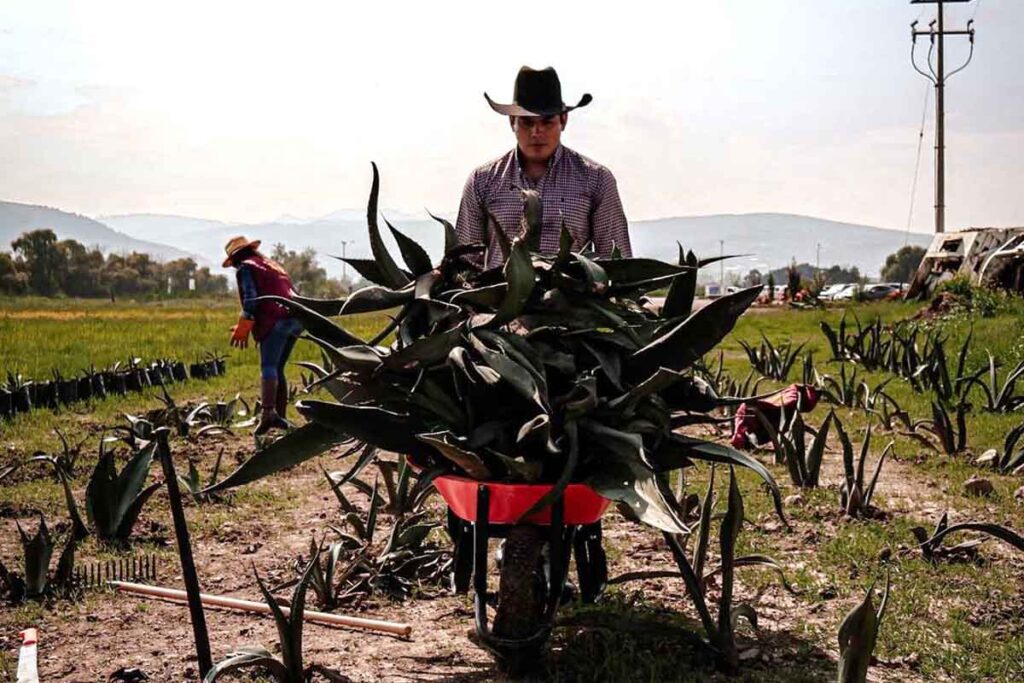 Los primeros trabajos consisten en el retiro de hijuelos de plantas madre que están en áreas verdes de Tulancingo