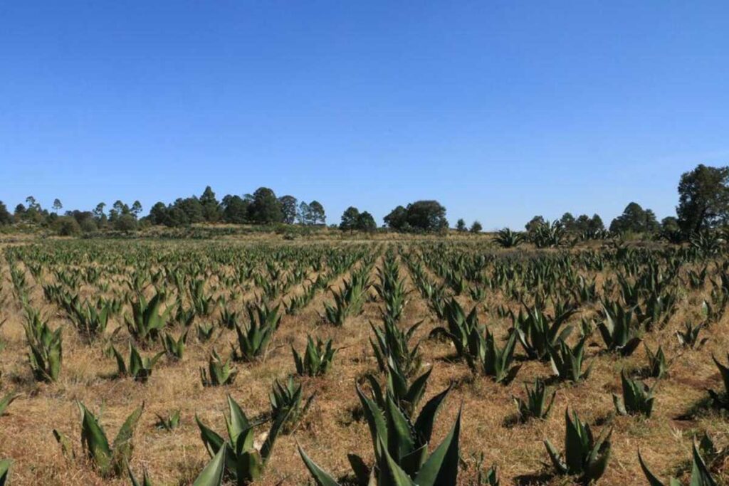 El Vivero Municipal para el Maguey en Tulancingo se ubica en una superficie de 2 mil 500 metros cuadrados 