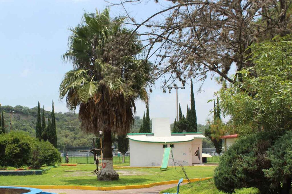 Algunos de los árboles serán “necesariamente” sacrificados, porque están infestados de la plaga del heno motita