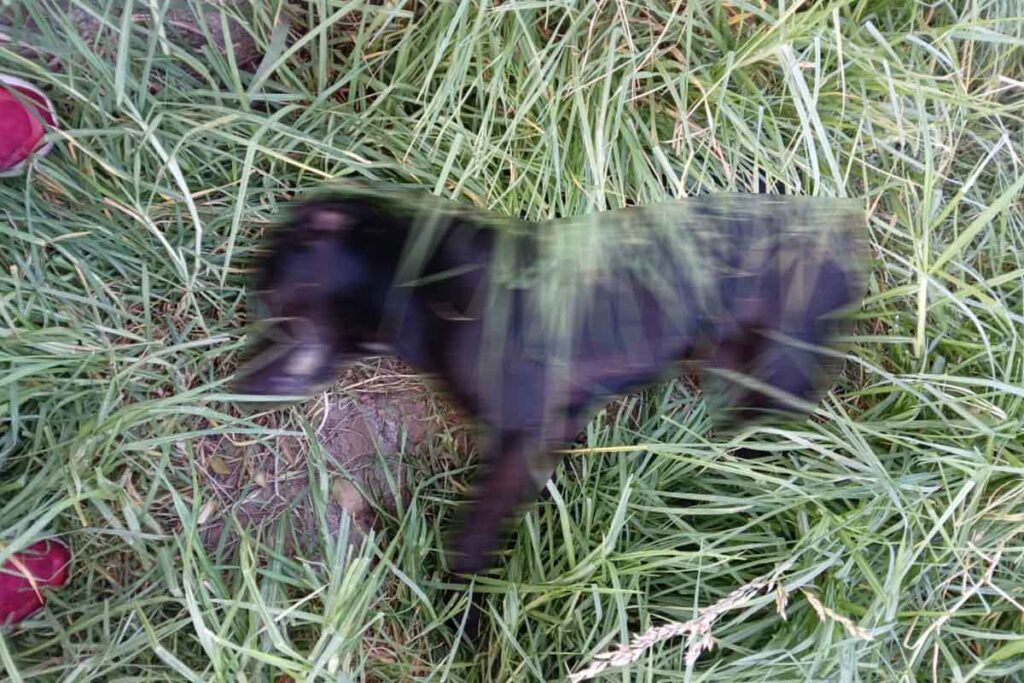 Piden a la población que los apoye con fotografías o videos sobre la muerte masiva de perros