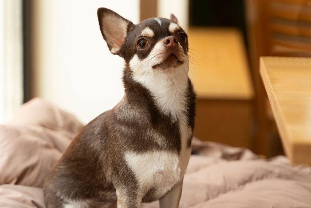 Abuelita pierde la vida tras ser lamida por el perro de su nieta; ¿de qué murió?