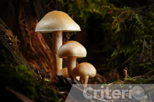 El recorrido nocturno para observar hongos fluorescentes es uno de los atractivos más esperados del Festival del Hongo