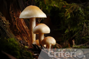 El sendero es de nivel intermedio y abordará temas de biodiversidad y especies comestibles y tóxicas