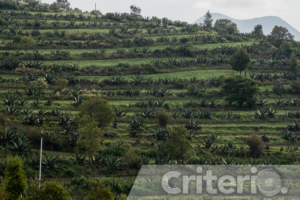 Desde el campo hasta la mesa, el rancho ofrece actividades y degustaciones para aprender sobre esta planta emblemática