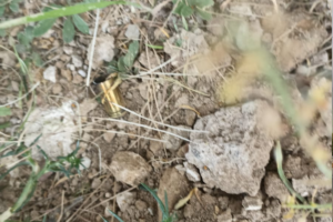 Autoridades encontraron casquillos en el lugar de los hechosFoto: María Antonieta Islas