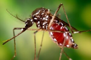 Brigadas sanitarias fumigan calles para prevenir nuevos contagios de chikungunya.