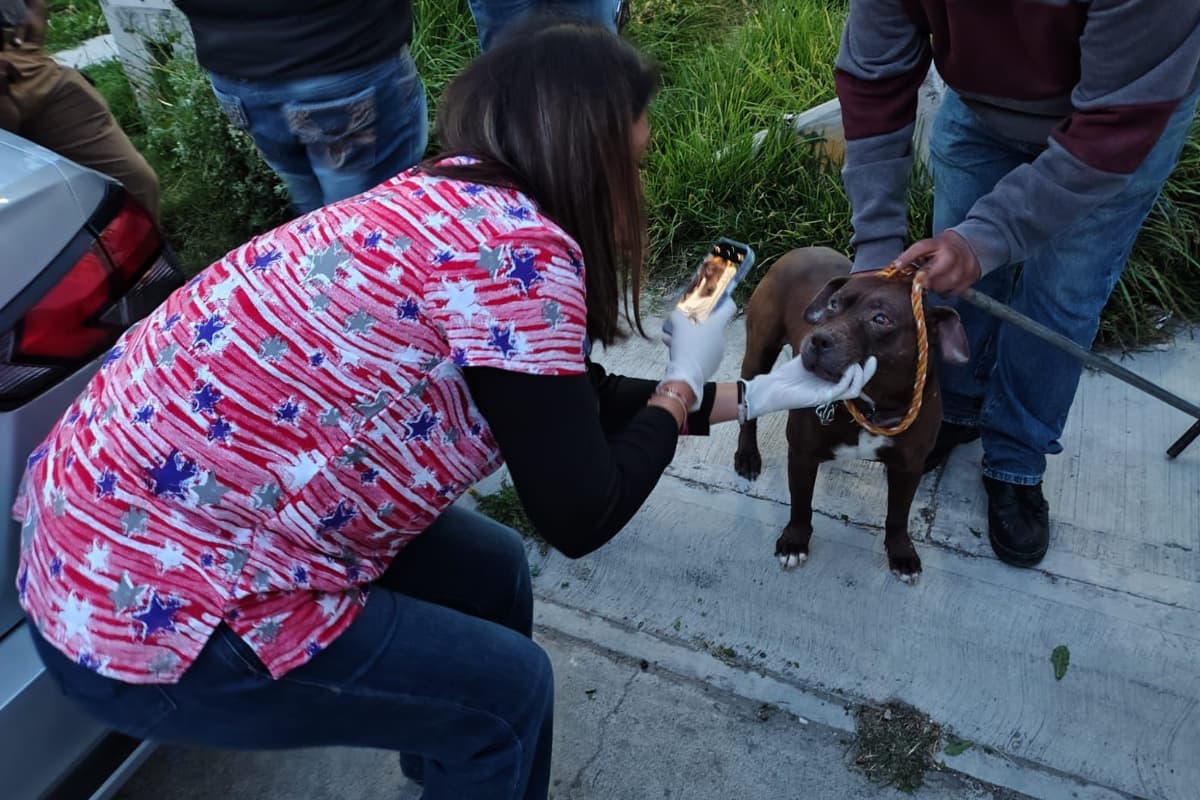 La Unidad Canina de Mineral de la Reforma realizó un exitoso rescate animal en Pradera de Virreyes