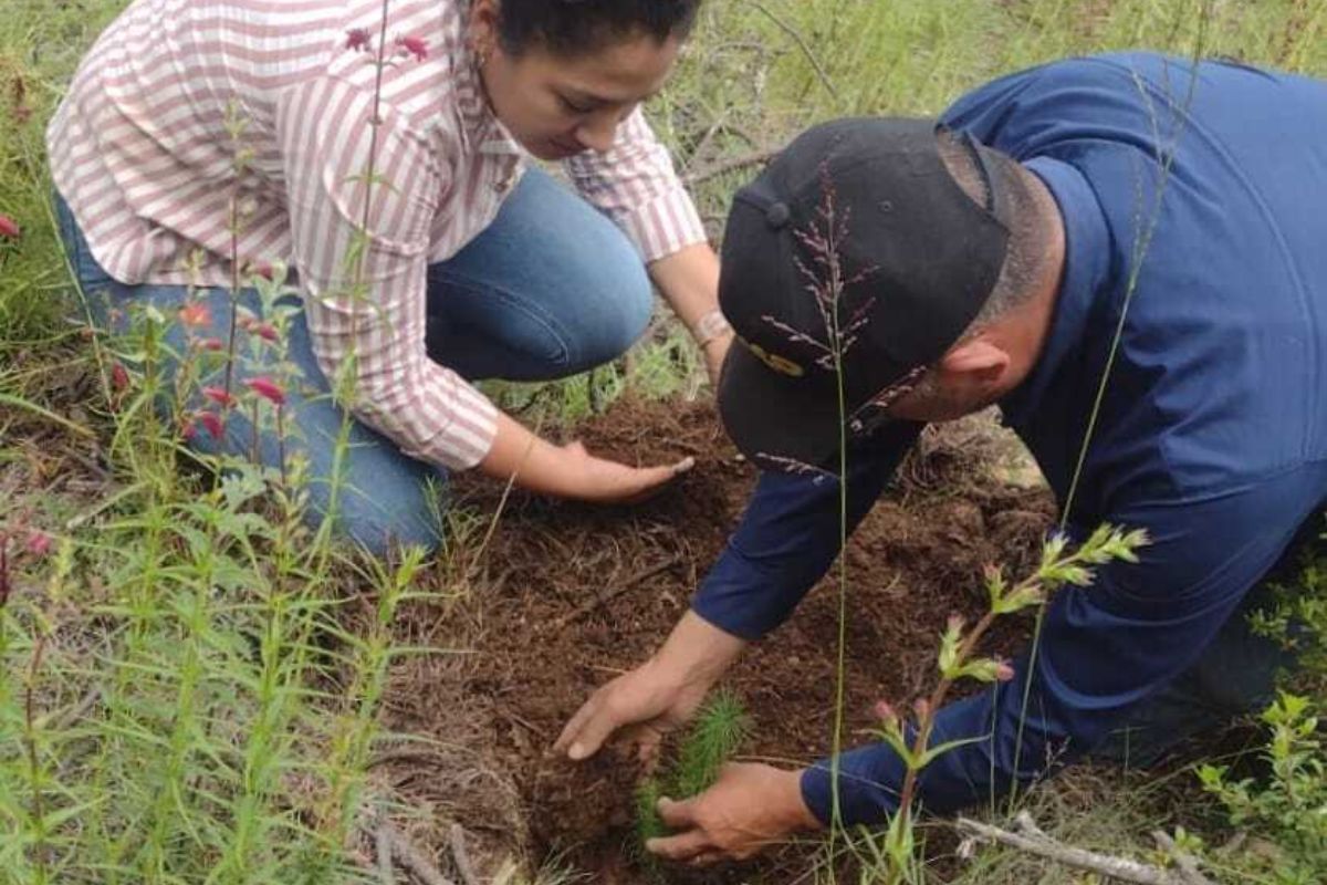 La actividad se desarrolló en coordinación con la dirección de Ecología del municipio, a cargo de Ariana Hernández, quien informó que se colocaron 500 ejemplares de pinus Patula y 500 de tipo Moctezuma