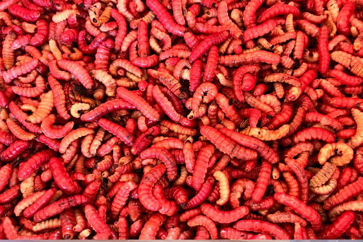 La alta demanda, los costos de recolección y la temporalidad han elevado el valor del producto | Foto: Lizania Zavala