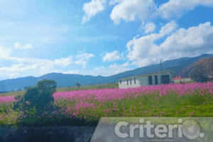 Los mirasoles florecen en Hidalgo en esta temporada, anunciando el inicio del otoño y las festividades del Día de Muertos
