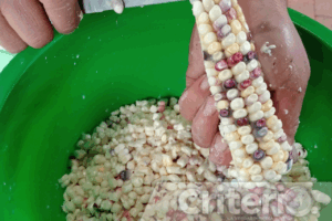 Los rituales del maíz unen las creencias indígenas y católicas en Hidalgo, y dan origen a platillos únicos de temporada