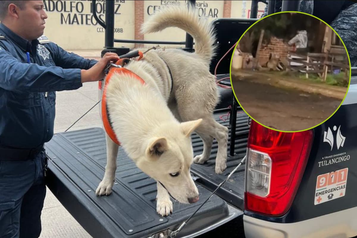 El gobierno de Tulancingo rescató a un perrito tras denuncia ciudadana