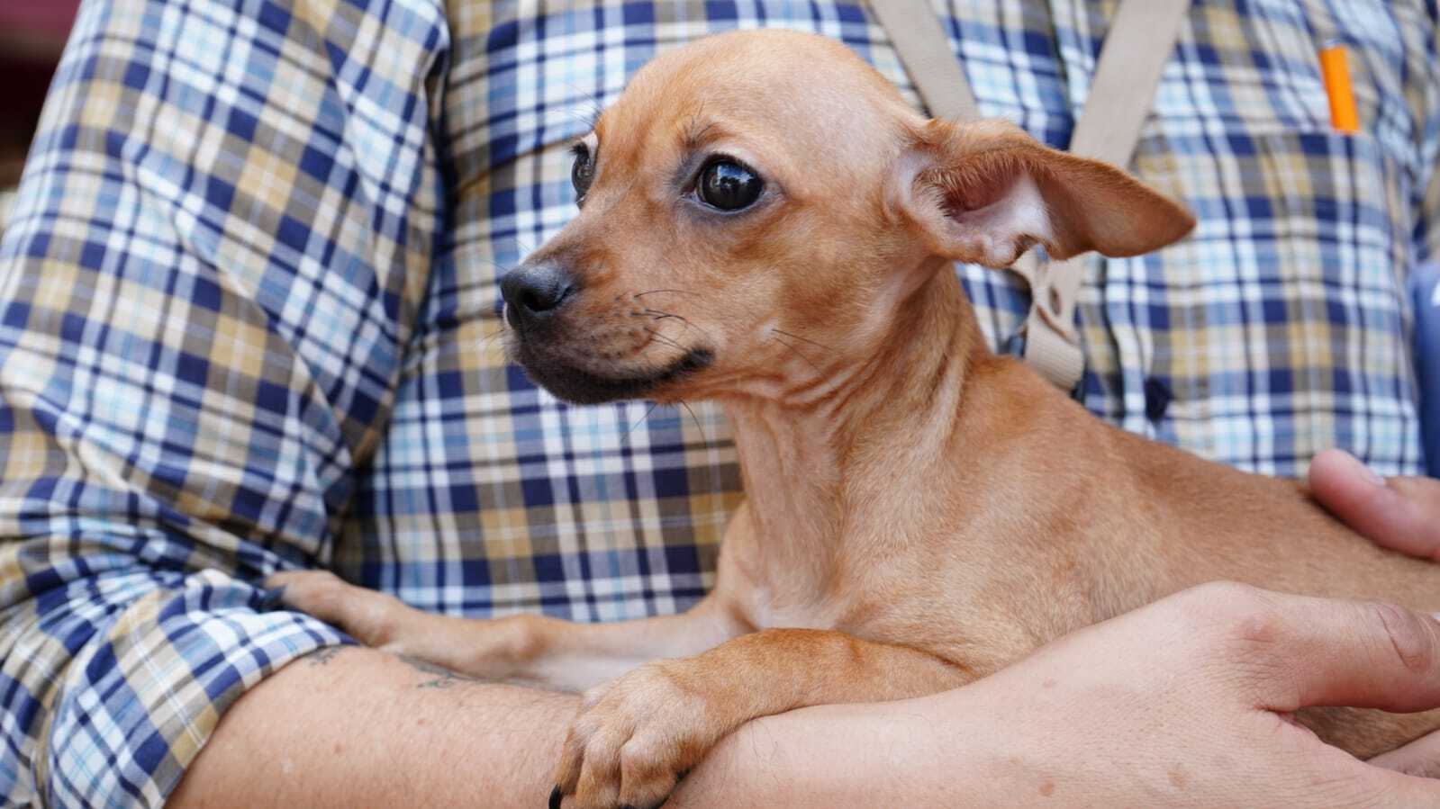 Perros y gatos de Huejutla serán vacunados contra la rabia en módulos estratégicos