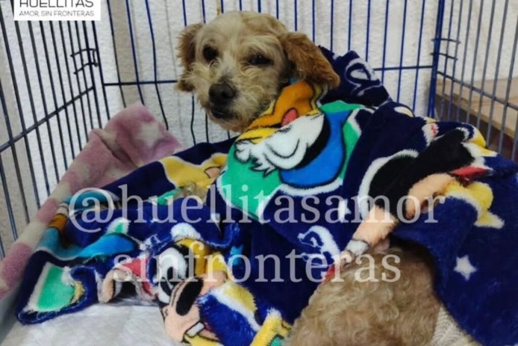Perrita rescatada en la tragedia de Iztapalapa perdió a tres de sus cinco cachorritos