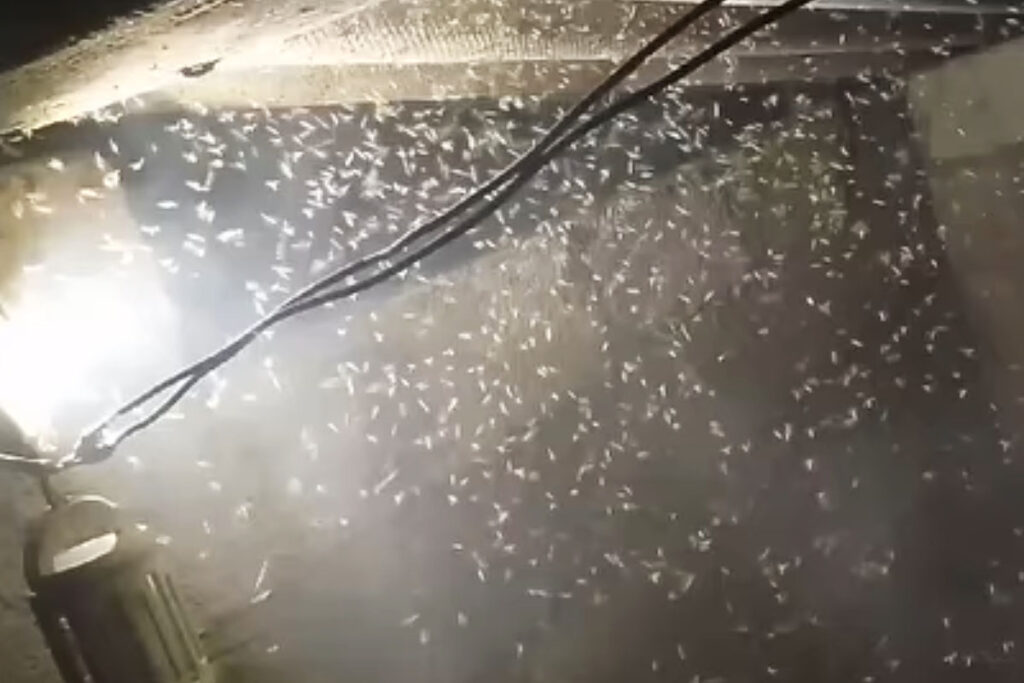 Para acabar con el mosco culex, propone Semarnat la pinta y colocación de mosquiteros con insecticida