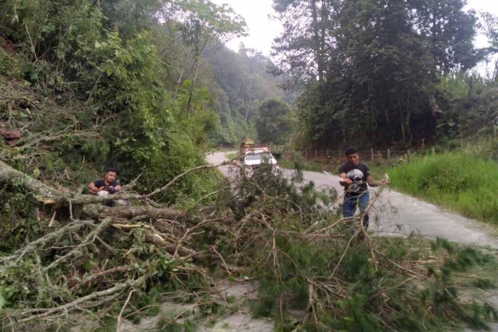 Ayer, un árbol cayó sobre el tramo carretero Calnali-Ixtlahuaco, altura de Ahuacatlán