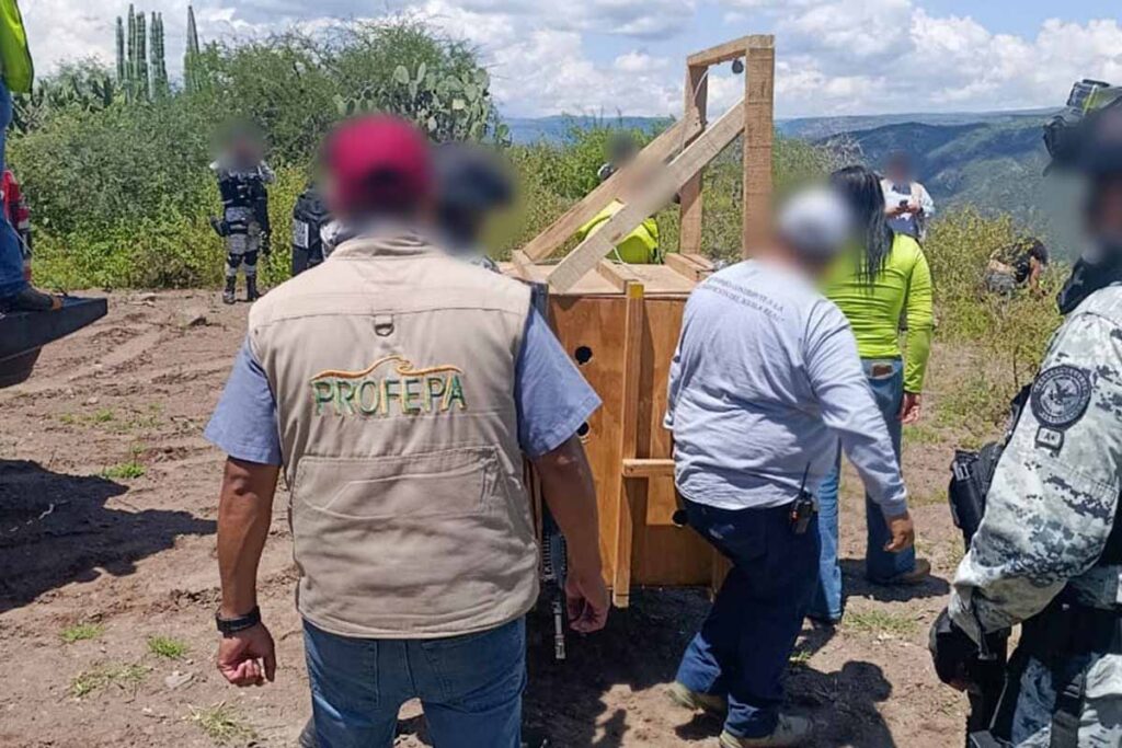 Destaca la liberación de un cachorro de puma que fue rescatado tras un ataque de perros
