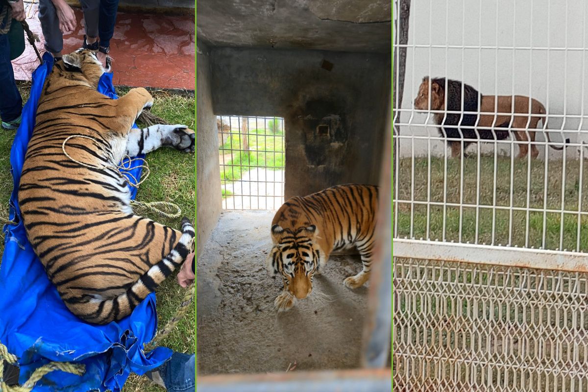 Los felinos exóticos asegurados durante el operativo en Pachuca