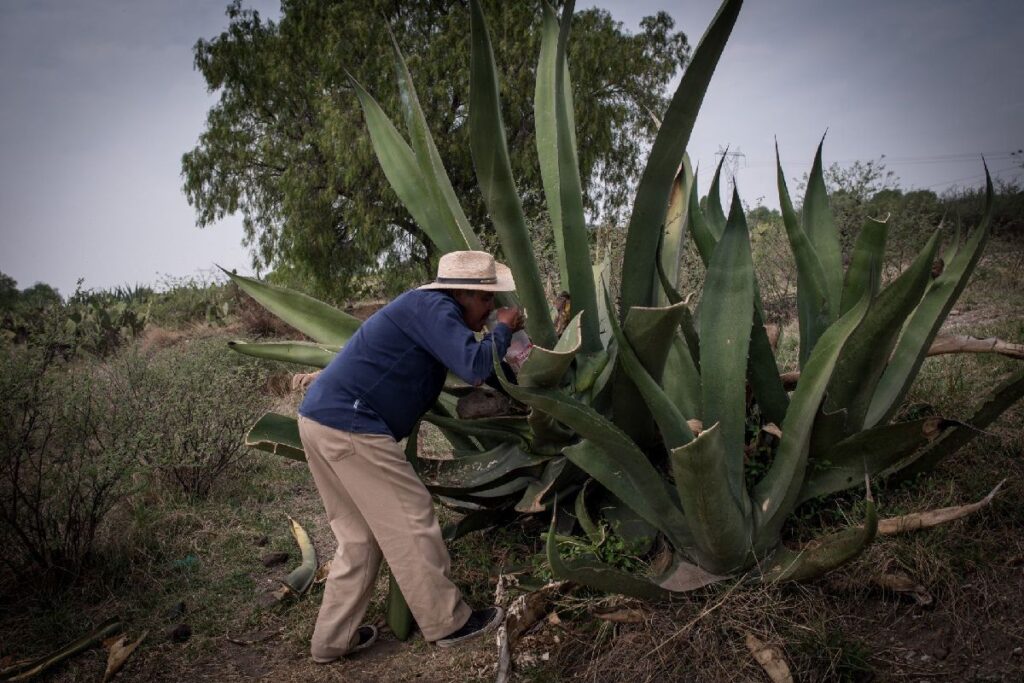 El maguey no se verá perjudicado por parque fotovoltaico, asegura Napoleón González