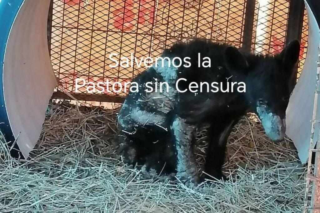Zoológico de Monterrey tenía en cautiverio a osezna; así fue como la encontraron