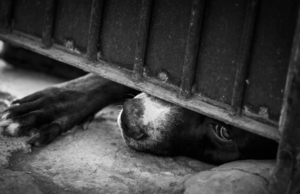 El animal resultó con heridas graves tras ser presuntamente atacado con un machete en Hidalgo.
