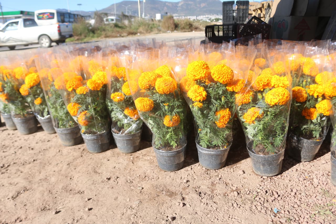 Los viveros a pie de carretera ofertan macetas individuales de esta flor, que también se venden a cuatro por cien pesos