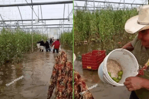 Niños y adultos participaron en el rescate del cultivo en campos anegados, con la esperanza de recuperar algo del trabajo perdido