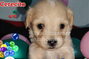 Cereza y su cachorro Cerecito seguirán al cuidado del refugio que los rescató del siniestro en Iztapalapa
