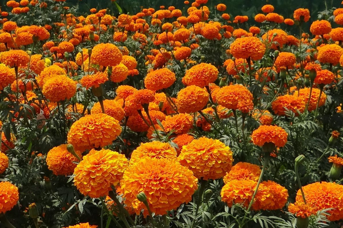 Este aumento en el precio de la flor de cempasúchil, se compara con el año anterior / Imagen ilustrativa