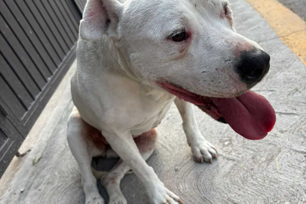Perrita en situación de calle en el Nith, Ixmiquilpan, fue atropellada 