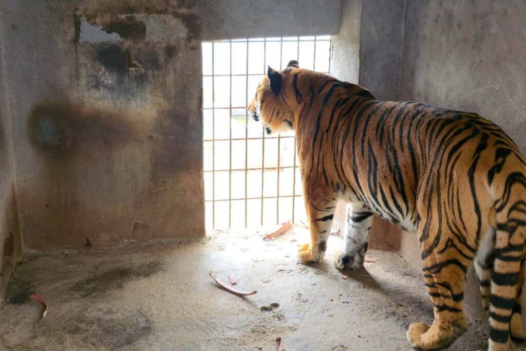 El 26 de septiembre, tras una denuncia anónima, la PGJEH y la Profepa realizaron un cateo en un domicilio de la colonia Matilde, en Pachuca, en donde hallaron leones, tigres y aves exóticas 