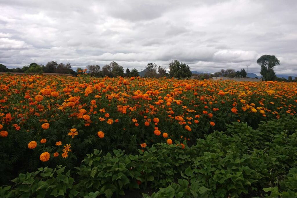 Regresa a Doxey el Festival de las Flores; ve lo que podrás hacer en este encuentro cultural