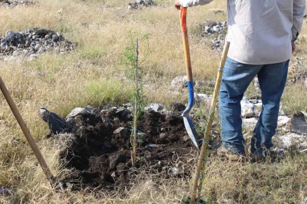 Se plantaron ejemplares de huizaches y mezquites, especies endémicas