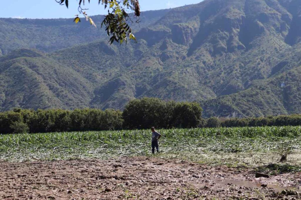 En Metztitlán, 2 mil 800 productores resultaron con daños en sus cultivos