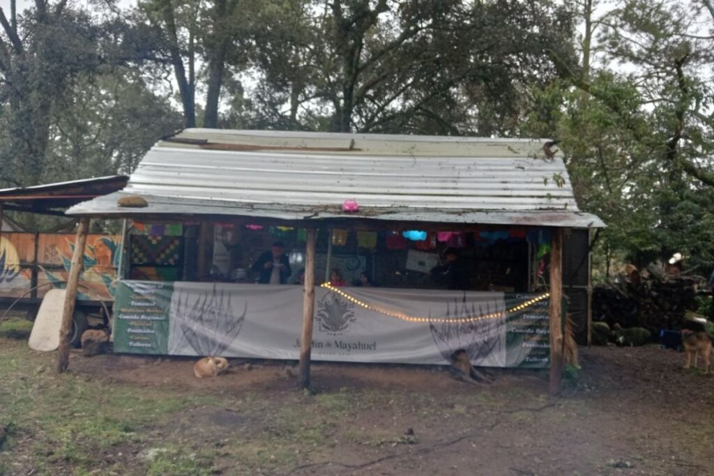 Aprende más del maguey y sus usos durante el noveno aniversario del Jardín de Mayahuel