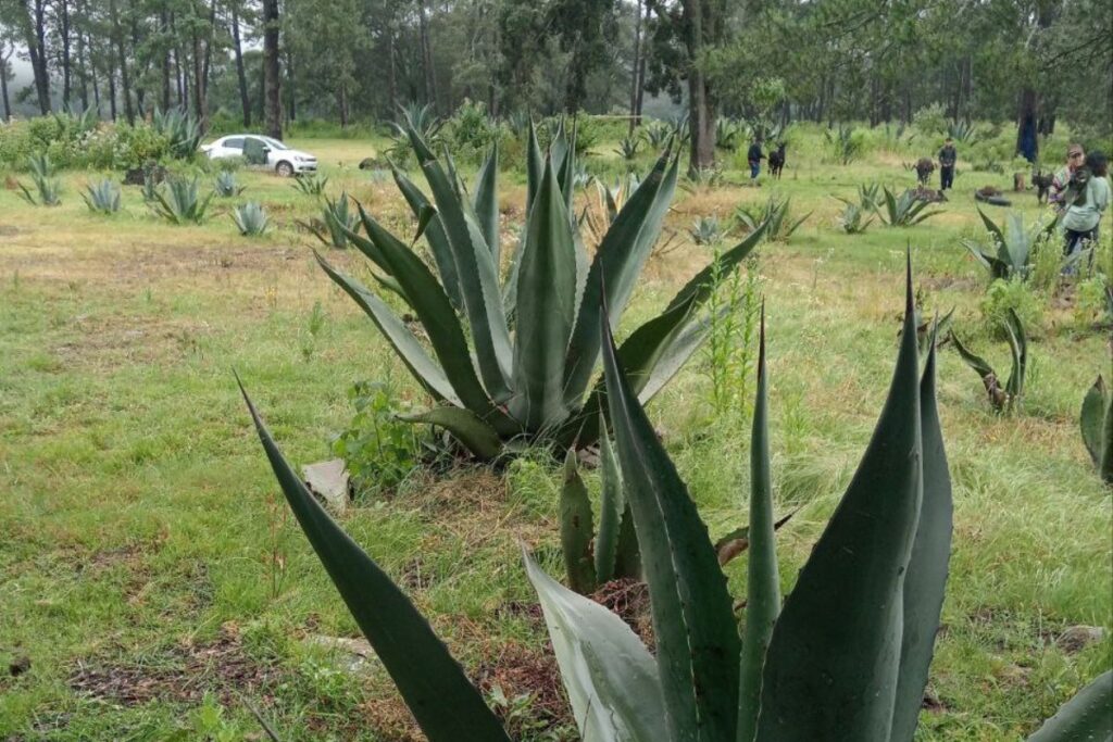 El Jardín de Mayahuel celebra nueve años de promover la cultura del maguey en Singuilucan