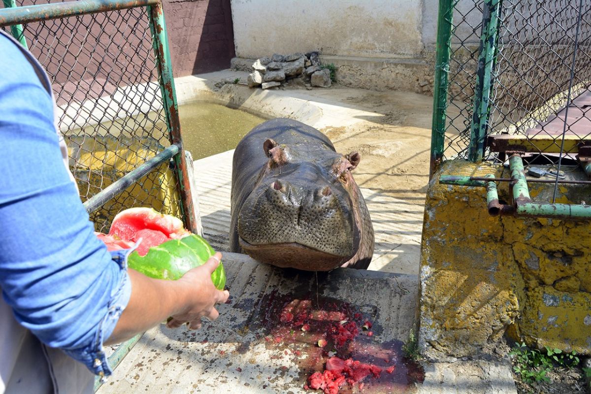 Se prevé que el costo de entrada para ver a los animales aumente en 2026 | Foto: Antonieta Islas