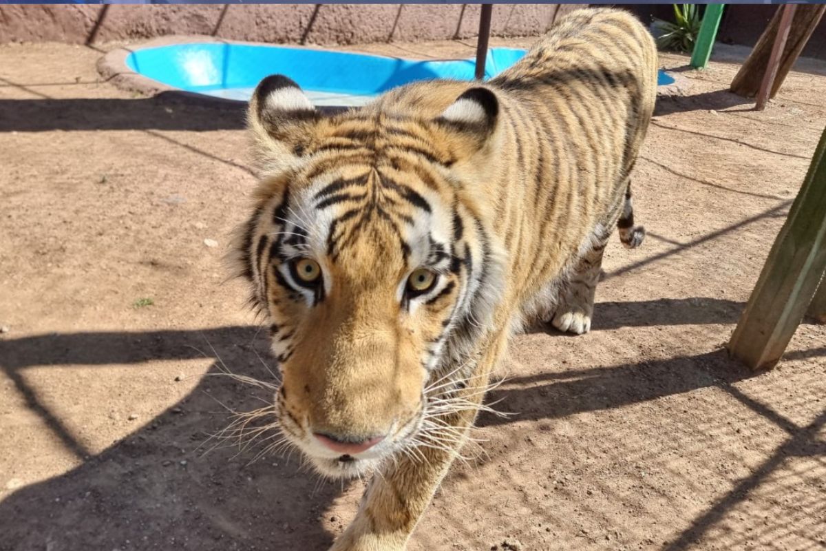 En el recorrido, no serán incluidas las parejas de tigres y leones que llegaron recientemente al zoológico de Tulancingo | Foto: Antonieta Islas