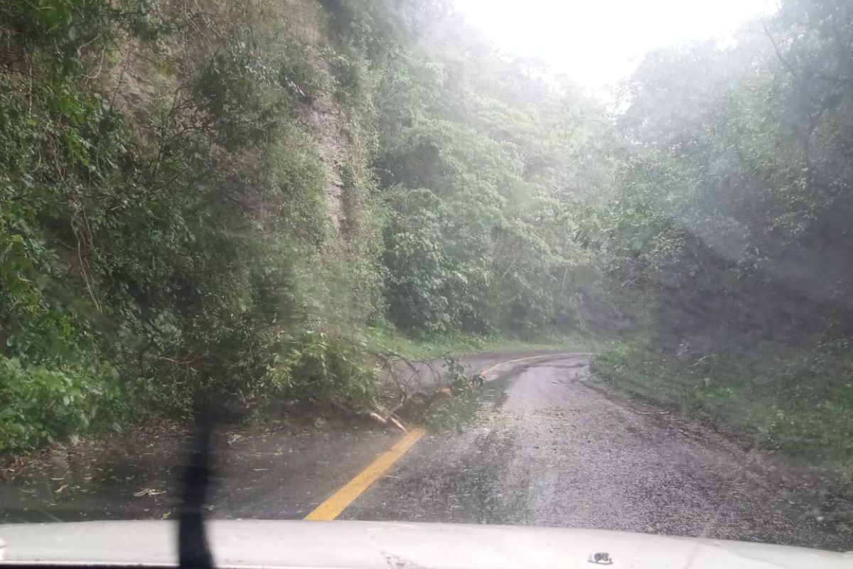 Uno de los incidentes ocurrió en la comunidad Chalchocotipa, donde un árbol cayó y bloqueó parcialmente un carril | Foto: Especial