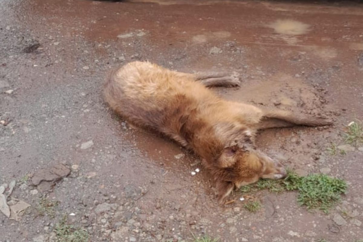 La indagatoria se vio afectada porque los cuerpos de los perros fueron enterrados, lamentó una pobladora de El Comanche | Foto: Especial