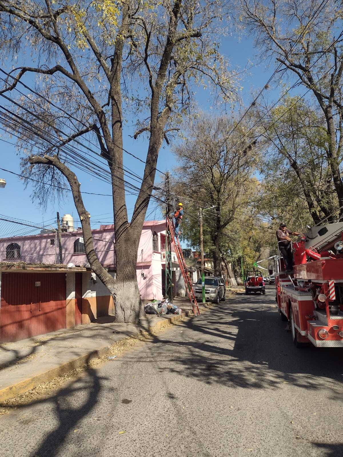 Lorena García Cázares, presidenta municipal de Tulancingo, supervisa el inicio del mantenimiento anual del arbolado en la Calzada 5 de Mayo