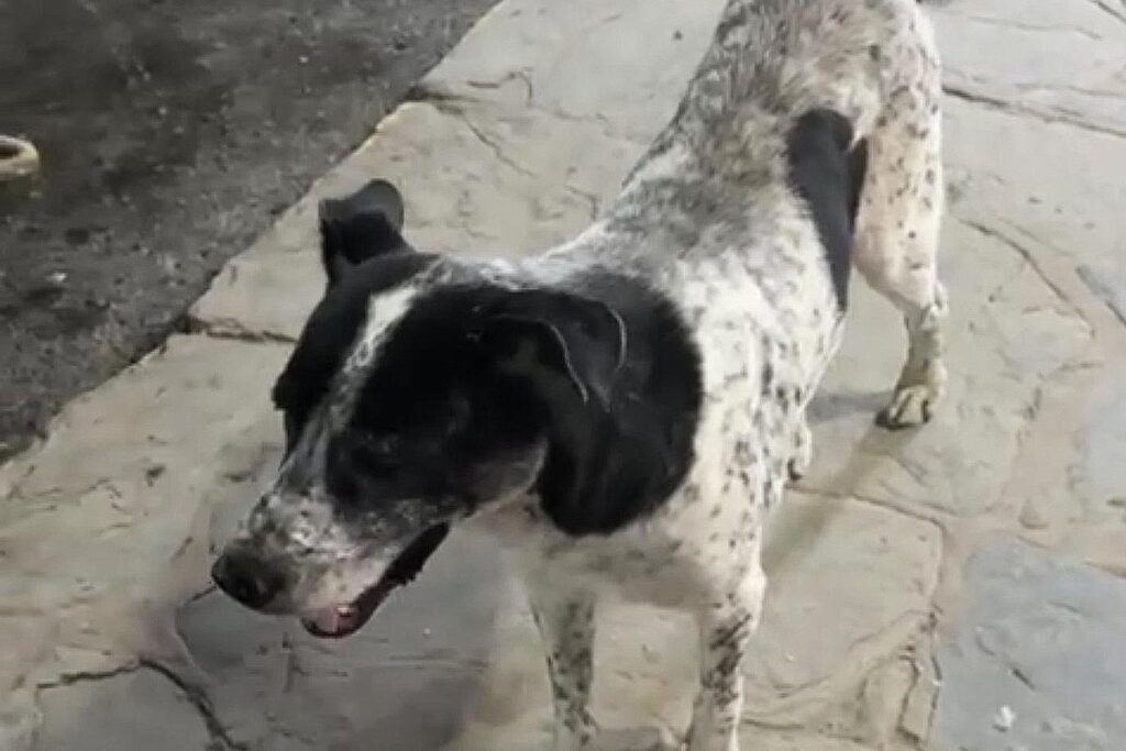 Manchas camina todos los días por las calles del centro de Huejutla. Recorre banquetas, comercios y esquinas donde a veces encuentra un poco de agua y de comer