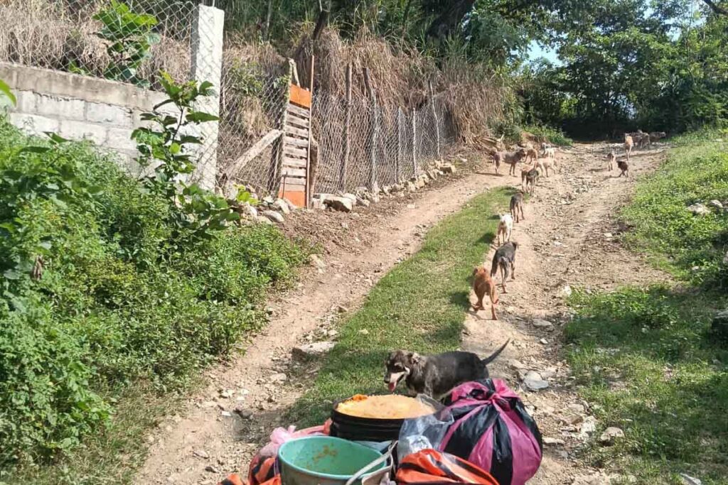 El refugio de Mago Campa alberga a más de cien perros y algunos gatos. Es difícil alimentarlos.
