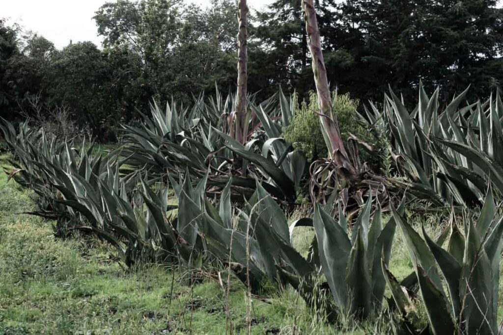 La Expo Maguey 2025 realzará la cultura milenaria de esta planta; checa las actividades